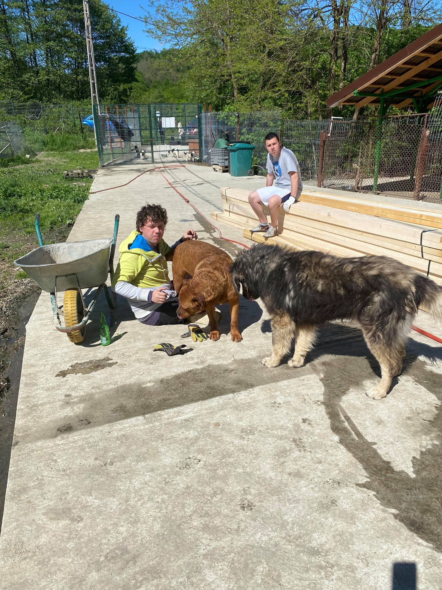 Trevor - Hundevermittlung und Adoption aus Rumänien