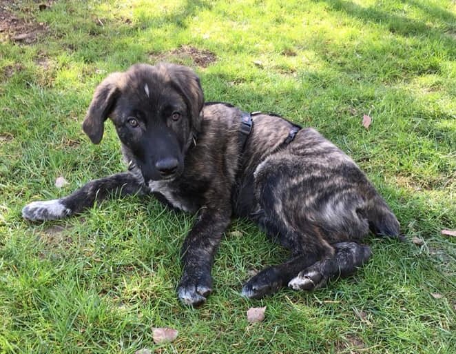 Django - Hundevermittlung und Adoption aus Rumänien