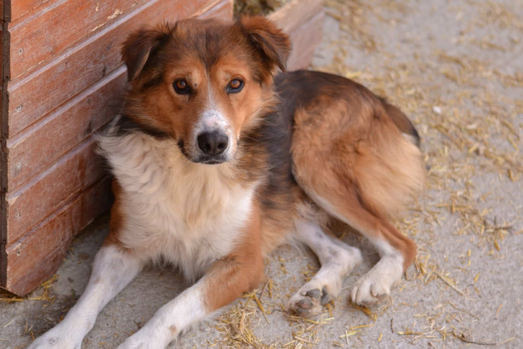 Amarillo - Hundevermittlung und Adoption aus Rumänien