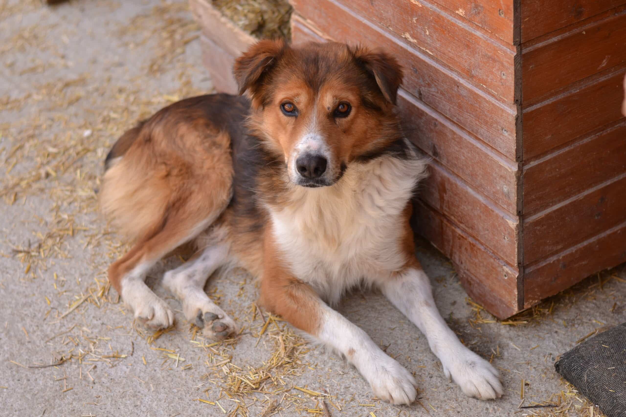 Amarillo - Hundevermittlung und Adoption aus Rumänien