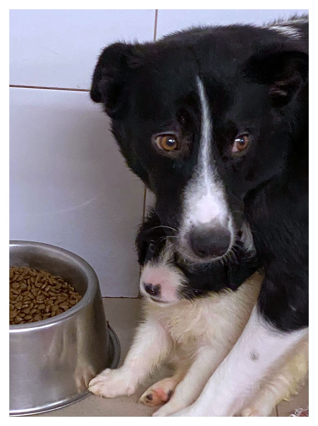 Joyce - Hundevermittlung und Adoption aus Rumänien