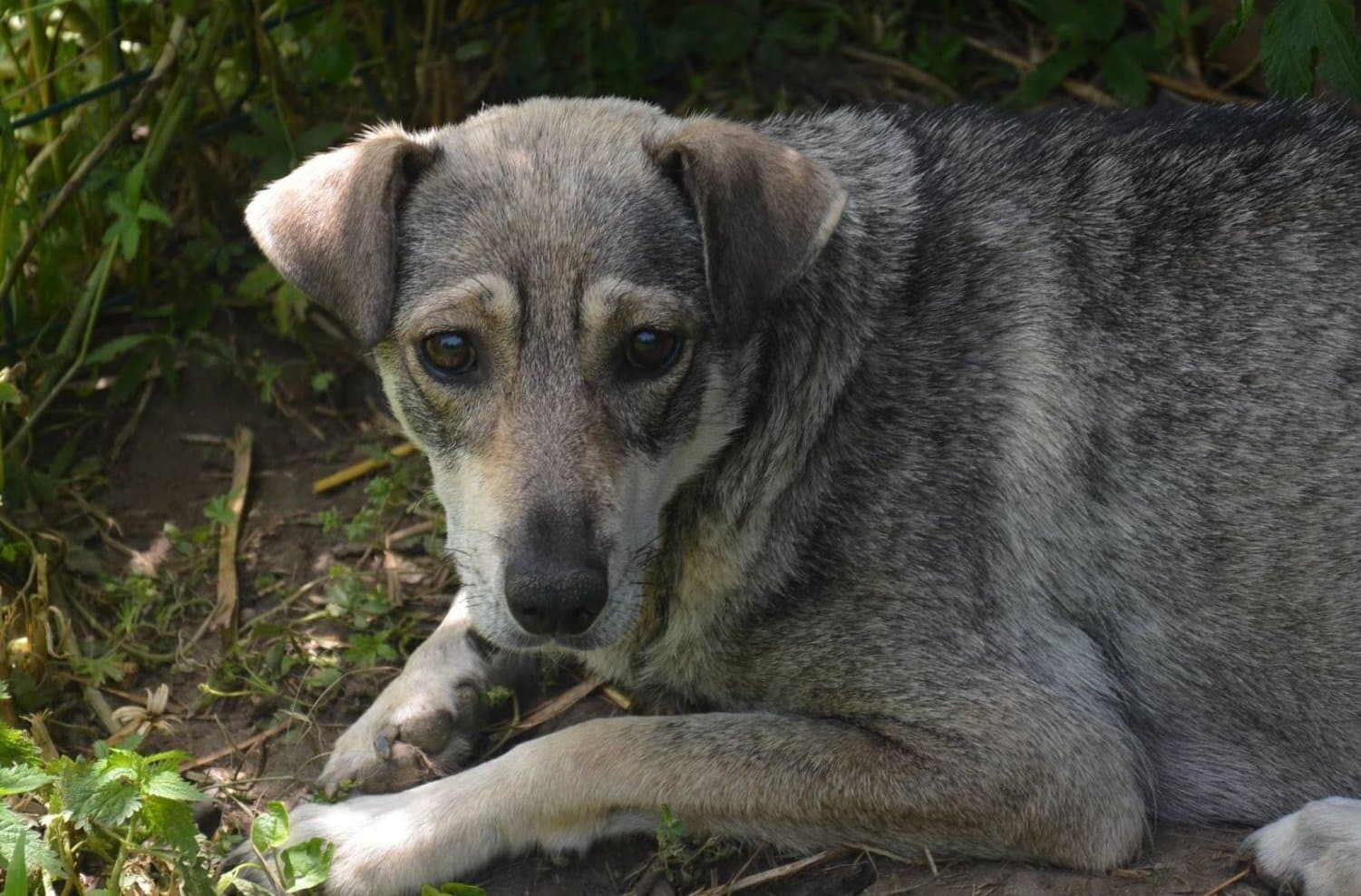 Tamara - Hundevermittlung und Adoption aus Rumänien
