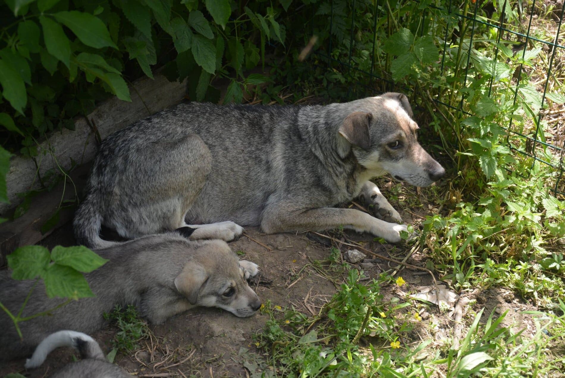 Tamara - Hundevermittlung und Adoption aus Rumänien