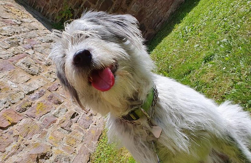 Targu - Hundevermittlung und Adoption aus Rumänien