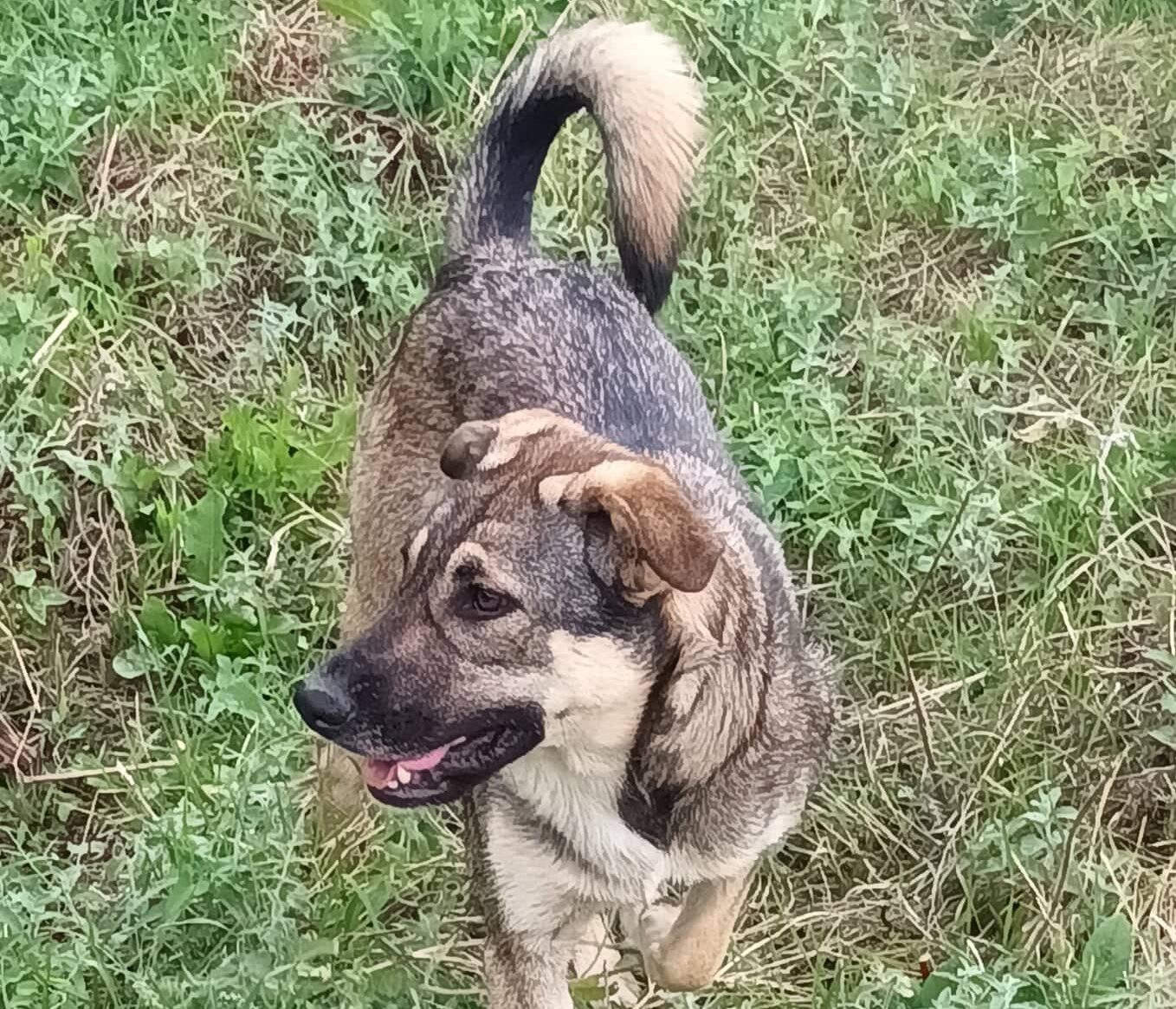 Gamma - Hundevermittlung und Adoption aus Rumänien