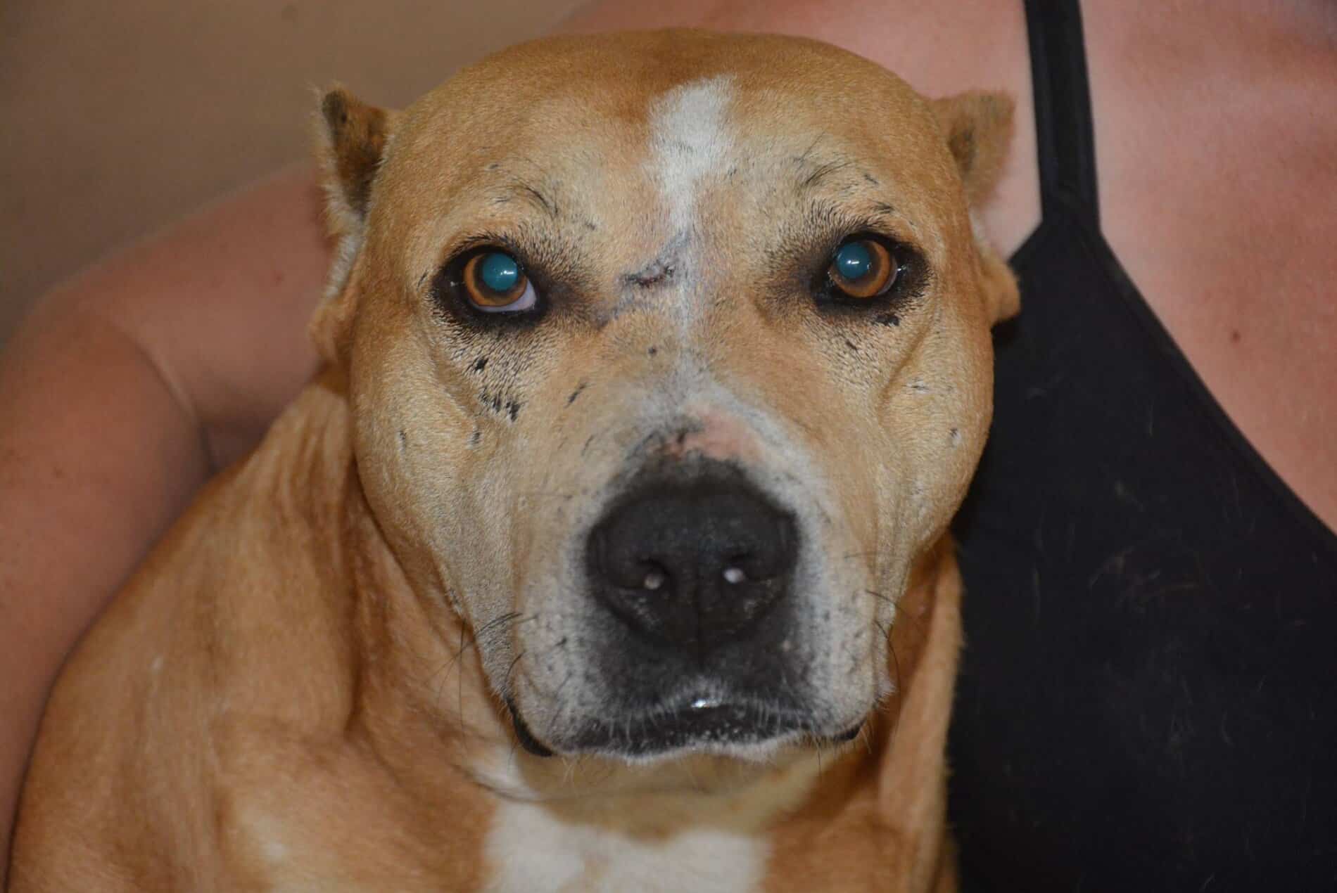 Sasha - Hundevermittlung und Adoption aus Rumänien