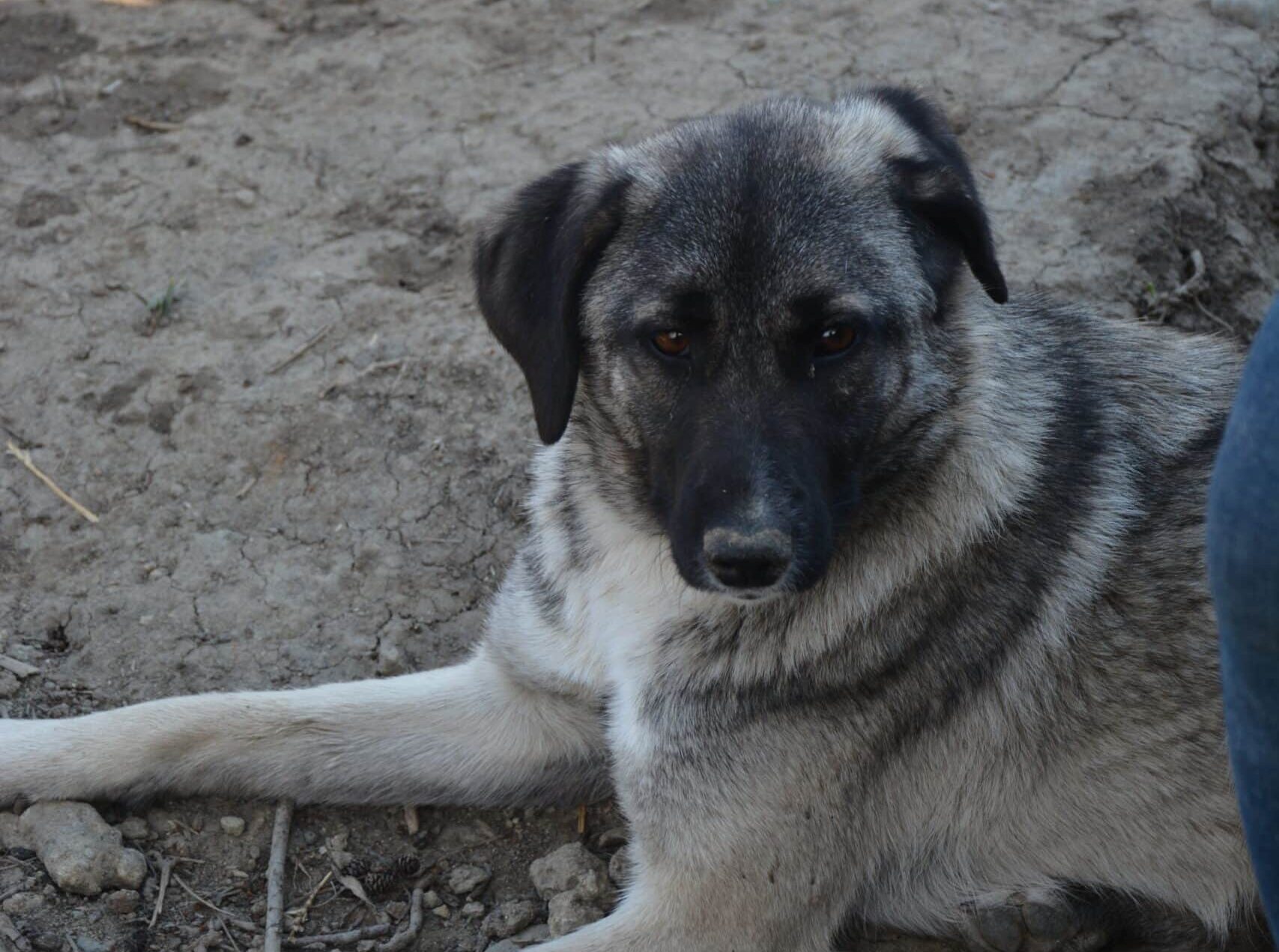 Alfa - Hundevermittlung und Adoption aus Rumänien