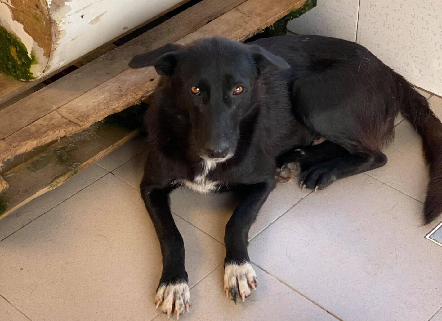 Playa - Hundevermittlung und Adoption aus Rumänien