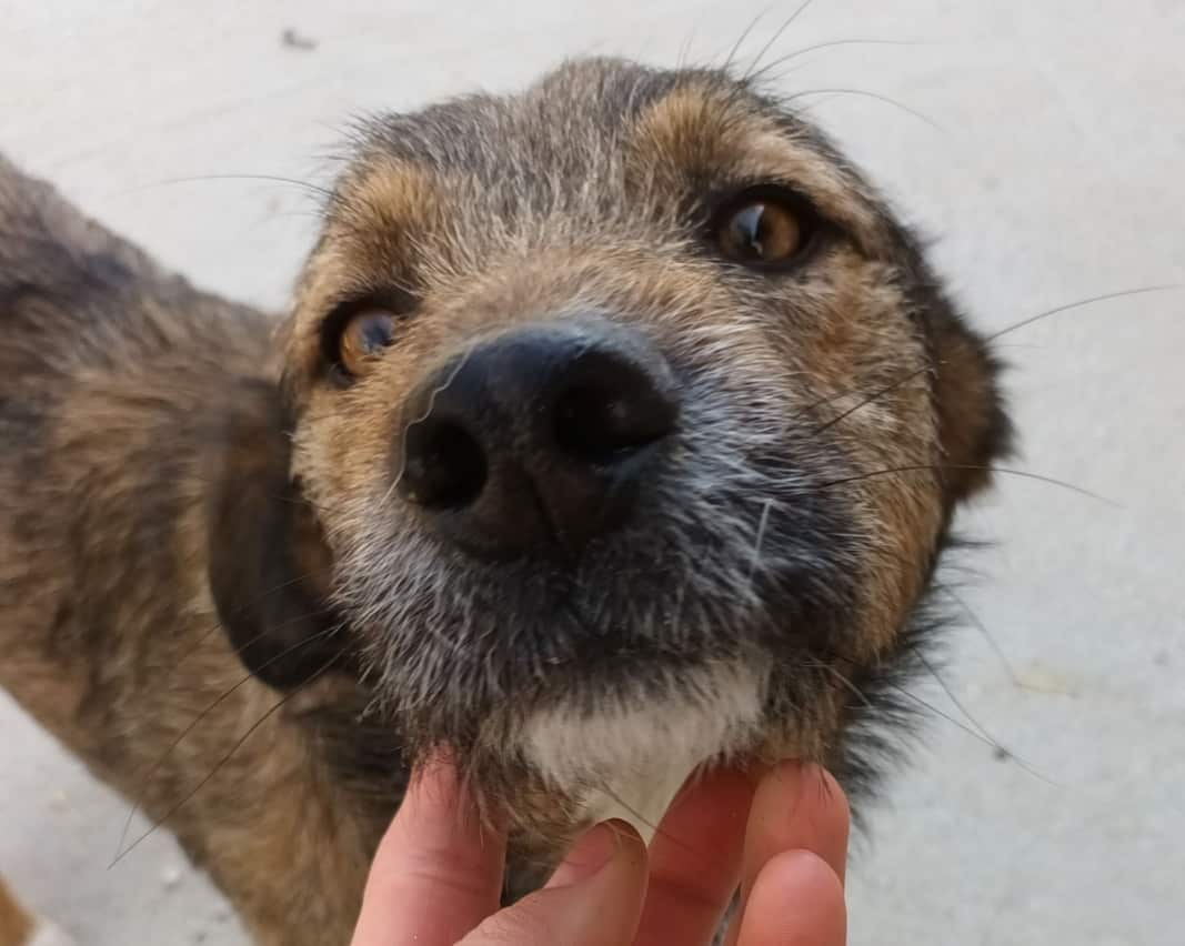 Milan - Hundevermittlung und Adoption aus Rumänien