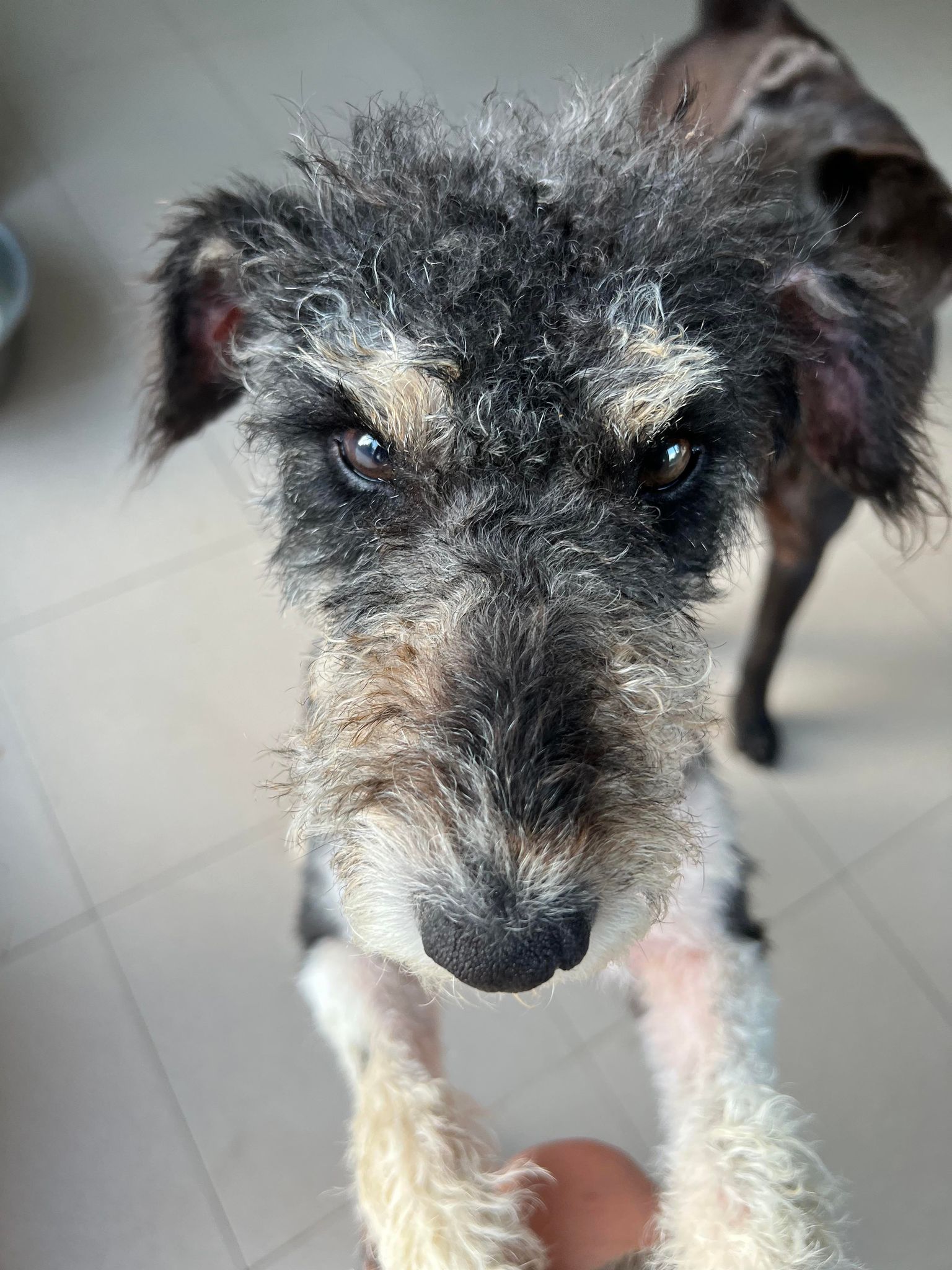 Daggi - Hundevermittlung und Adoption aus Rumänien