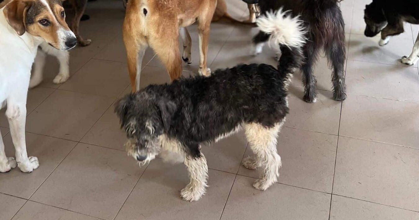 Daggi - Hundevermittlung und Adoption aus Rumänien