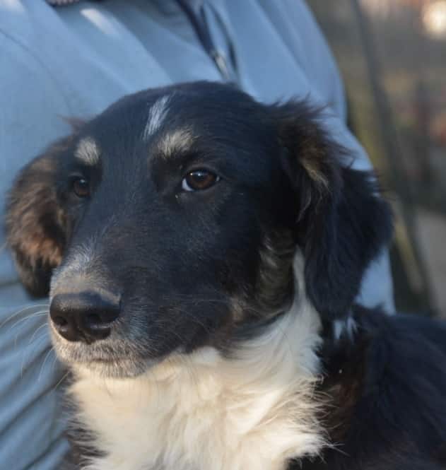 Dj - Hundevermittlung und Adoption aus Rumänien