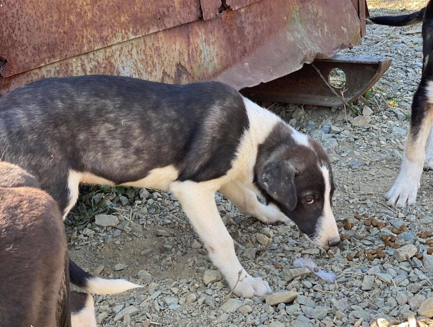 Esprit - Hundevermittlung und Adoption aus Rumänien