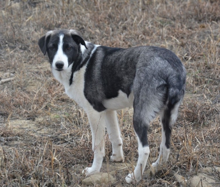 Esprit - Hundevermittlung und Adoption aus Rumänien