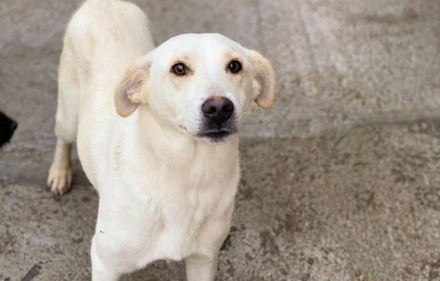 Debbie - Hundevermittlung und Adoption aus Rumänien