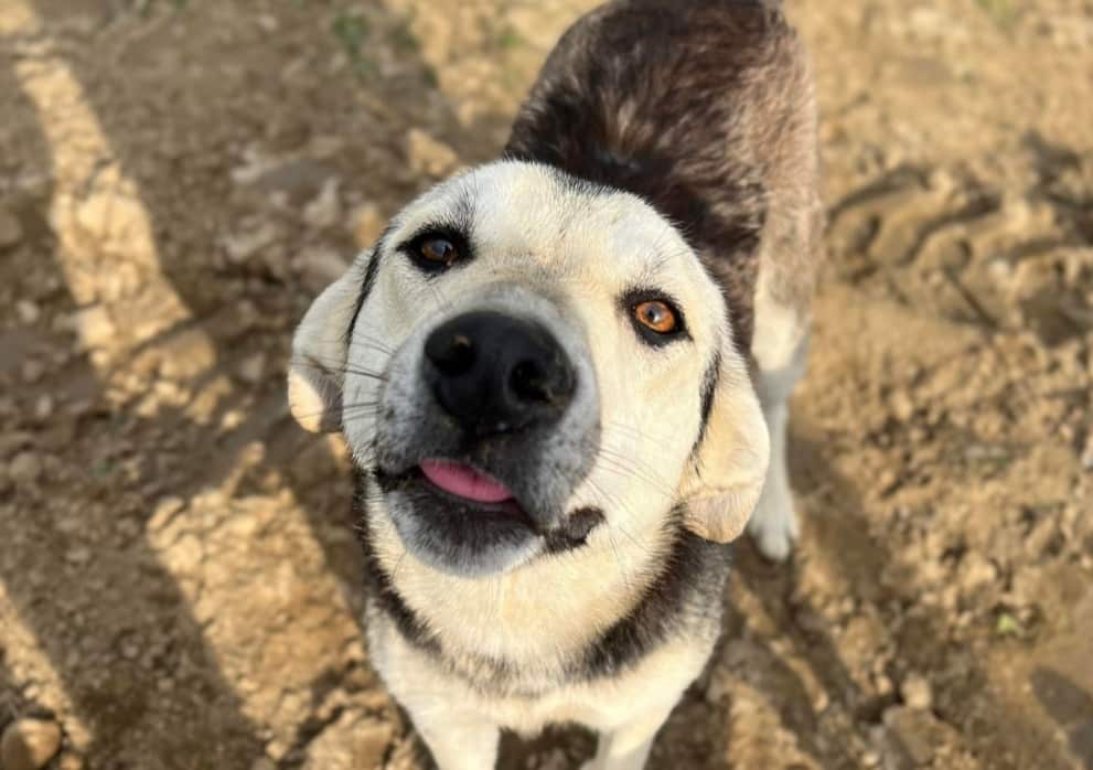 Elsie - Hundevermittlung und Adoption aus Rumänien