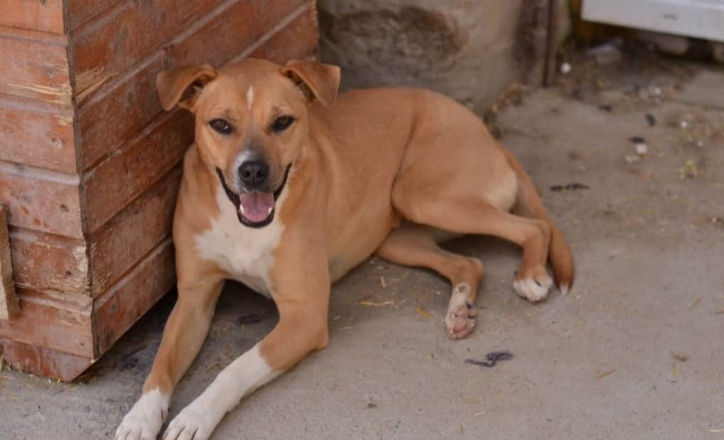 Ghana - Hundevermittlung und Adoption aus Rumänien