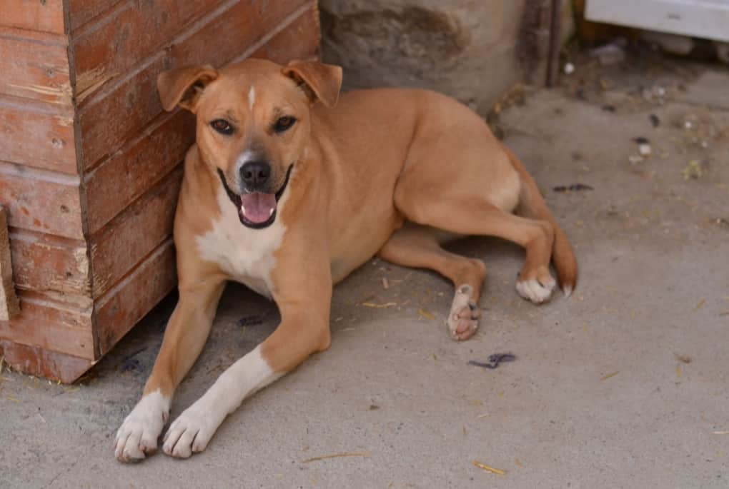 Ghana - Hundevermittlung und Adoption aus Rumänien