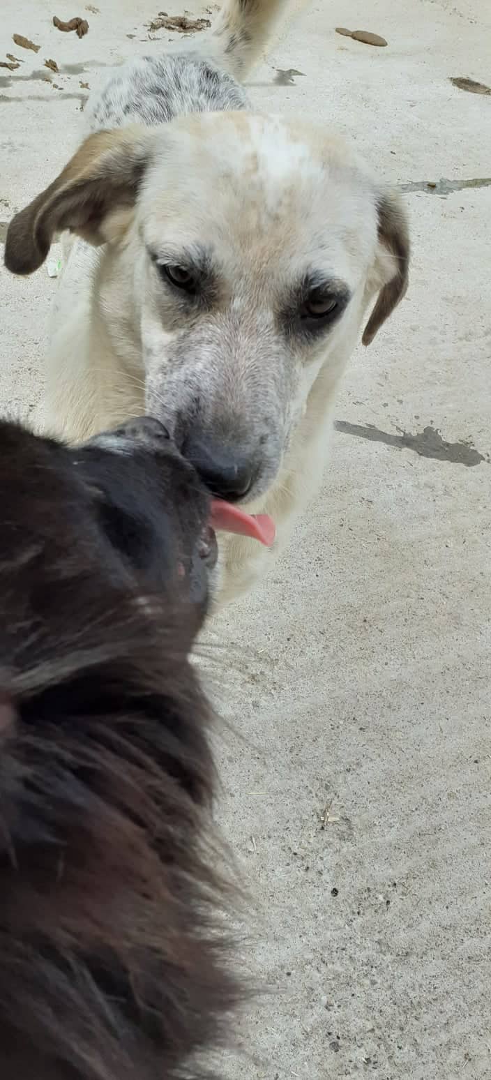 Zeta - Hundevermittlung und Adoption aus Rumänien