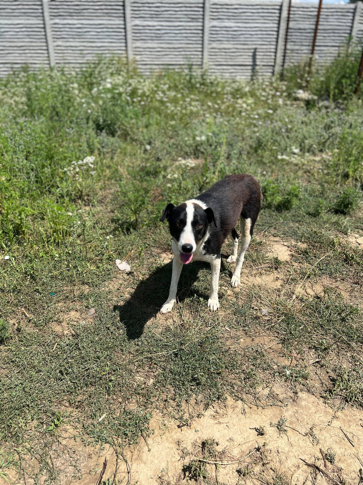 Essie - Hundevermittlung und Adoption aus Rumänien