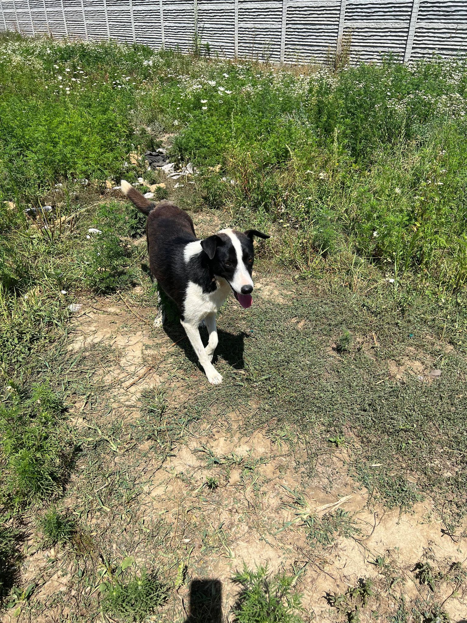 Essie - Hundevermittlung und Adoption aus Rumänien