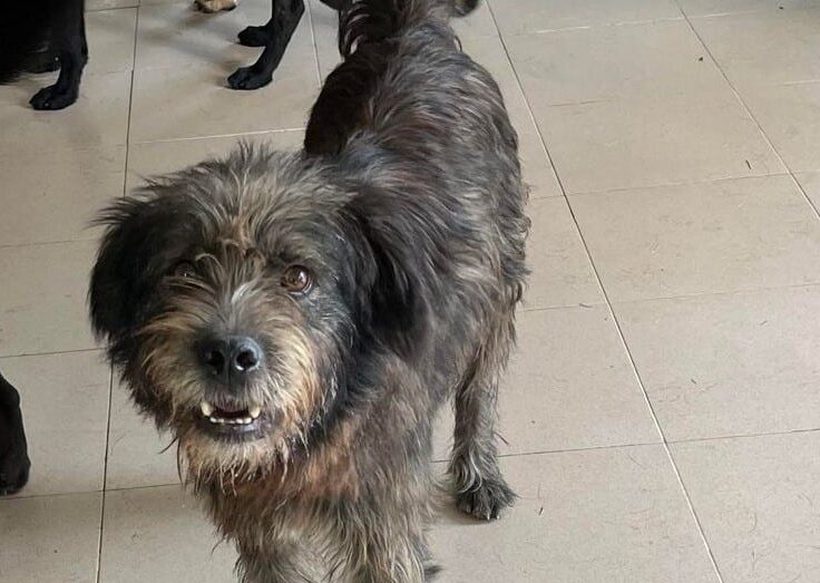 Hashtag - Hundevermittlung und Adoption aus Rumänien