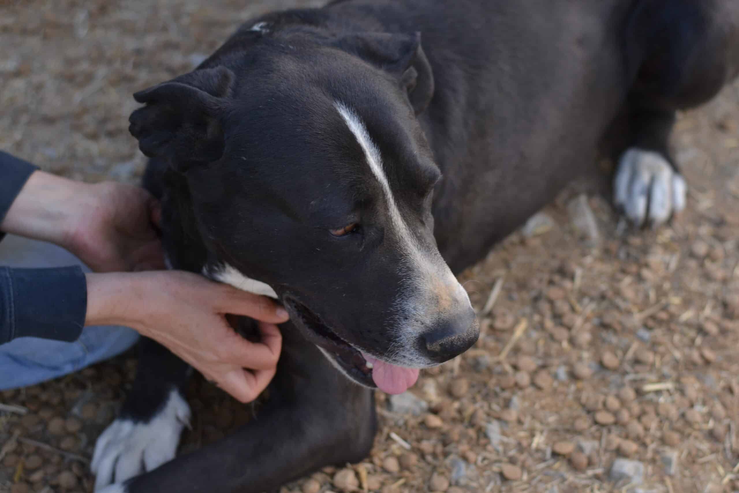 Fabio - Hundevermittlung und Adoption aus Rumänien