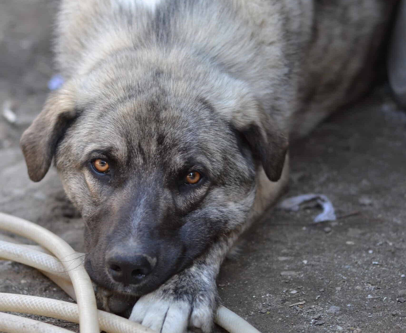 Flecki- Hundevermittlung und Adoption aus Rumänien
