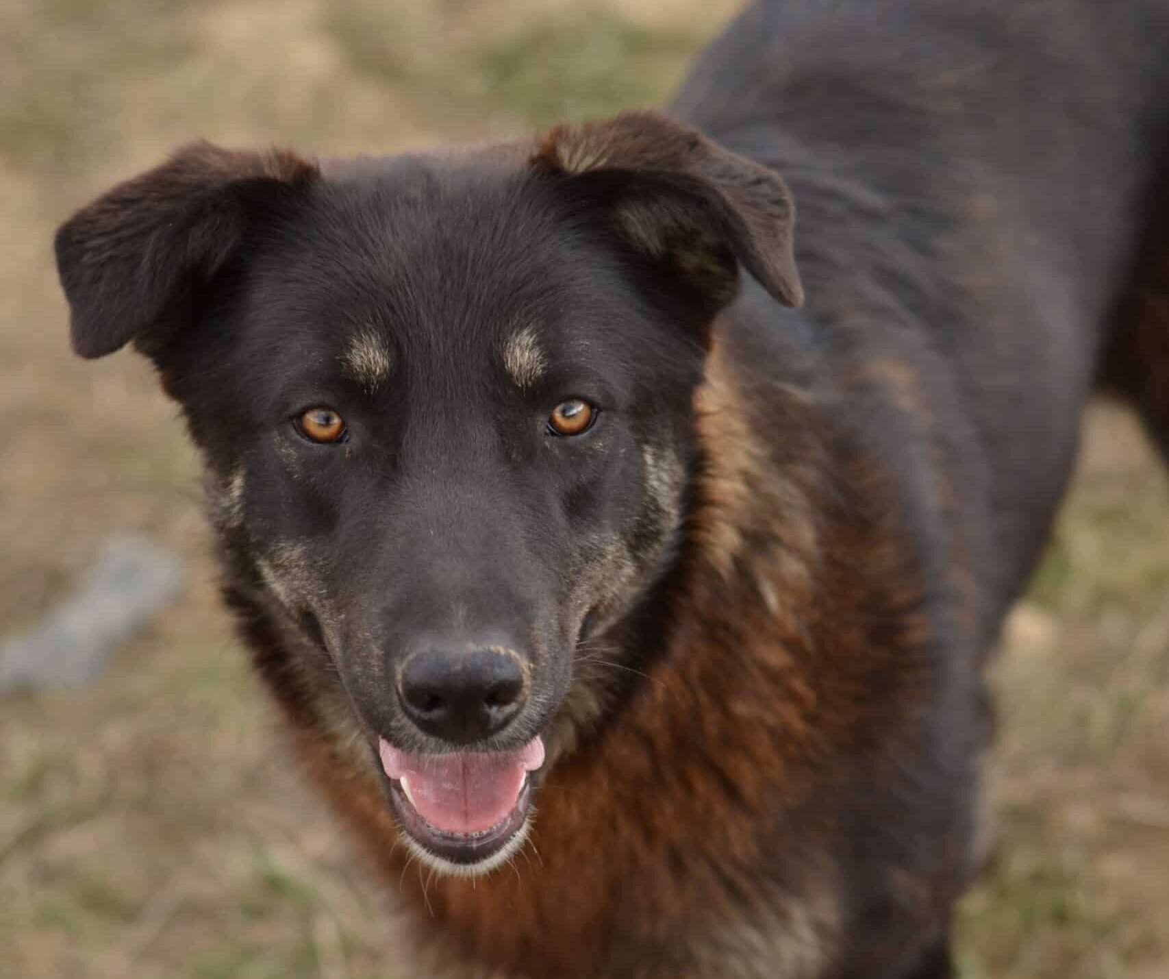 Esso - Hundevermittlung und Adoption aus Rumänien