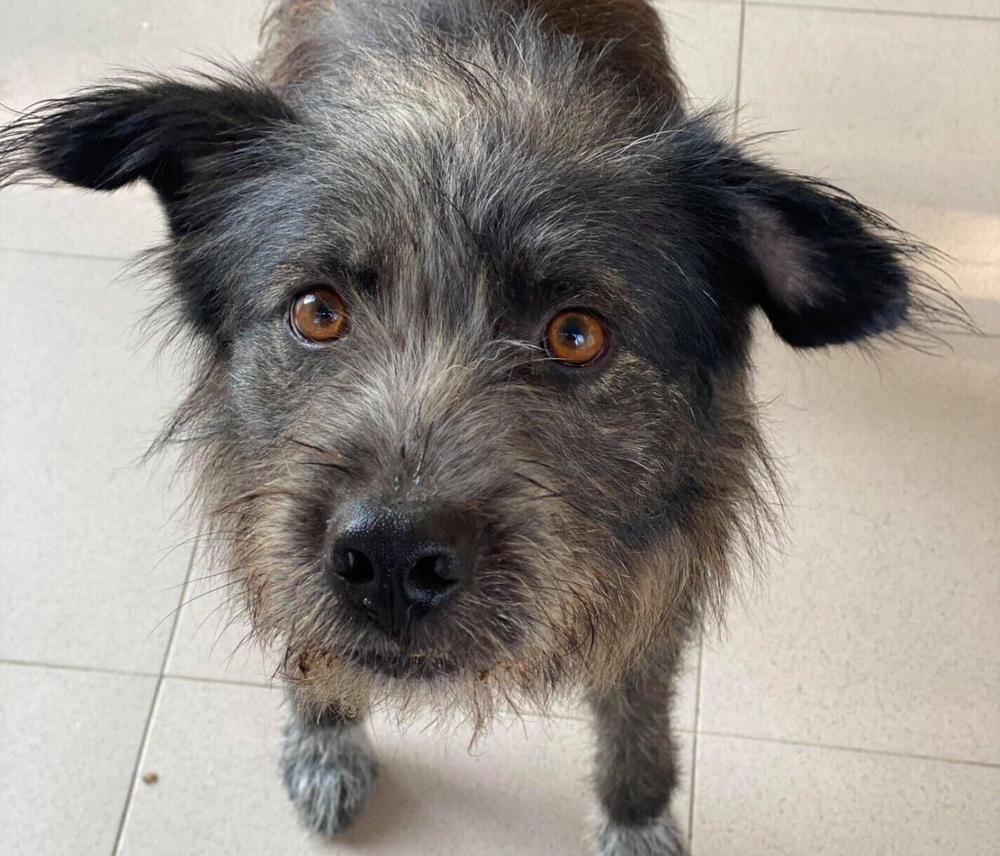 Hashtag - Hundevermittlung und Adoption aus Rumänien