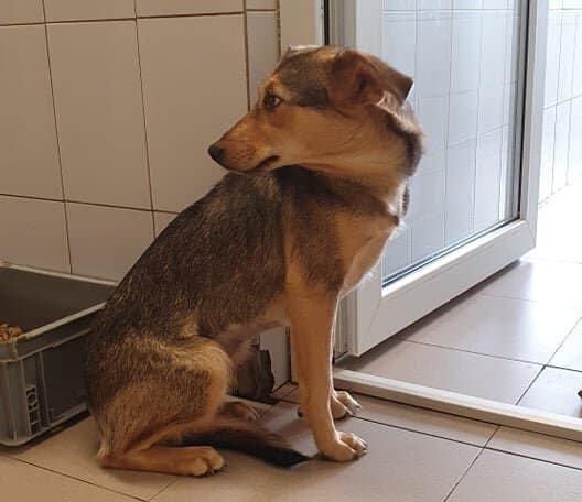 Jana - Hundevermittlung und Adoption aus Rumänien