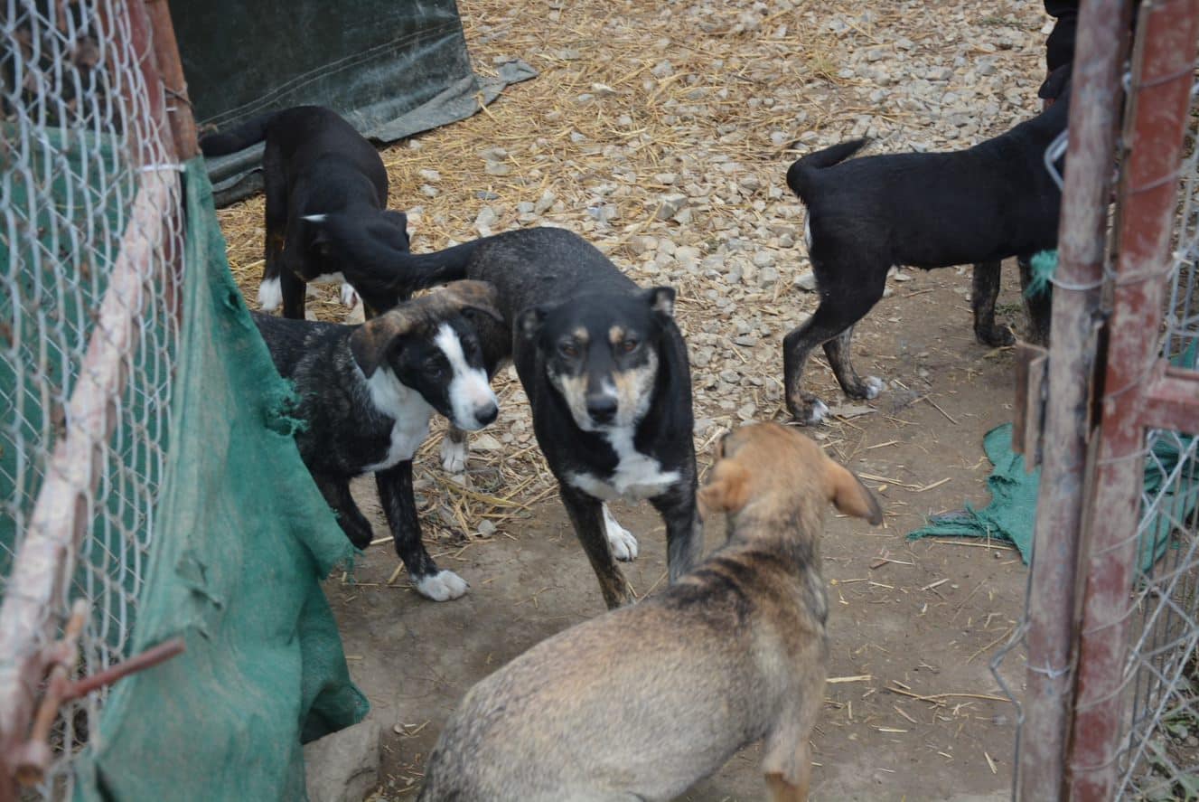 Nikoletta - Hundevermittlung und Adoption aus Rumänien