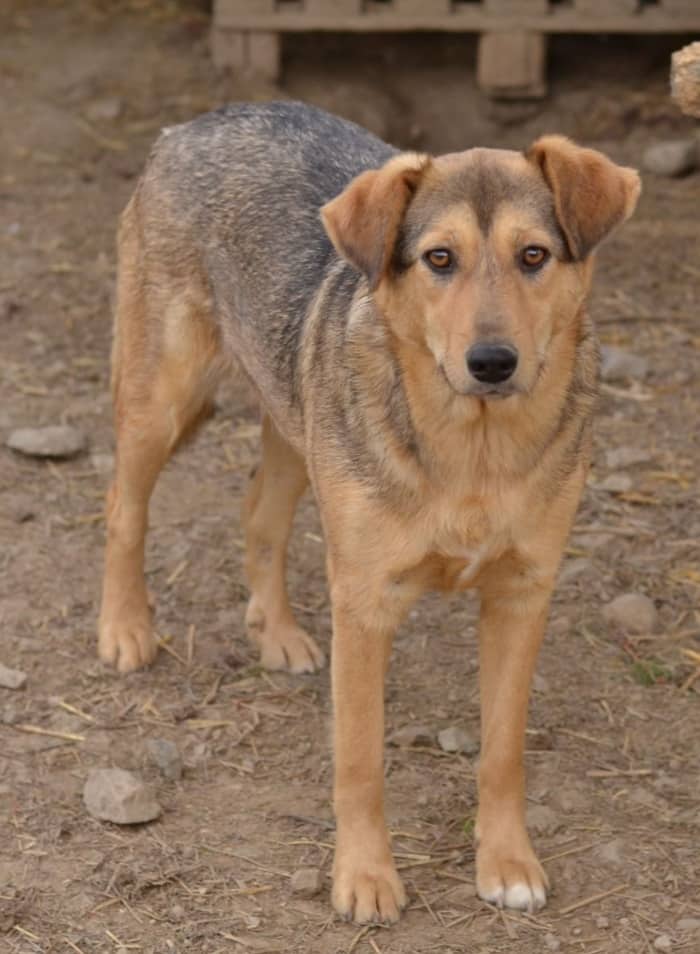 Jana - Hundevermittlung und Adoption aus Rumänien