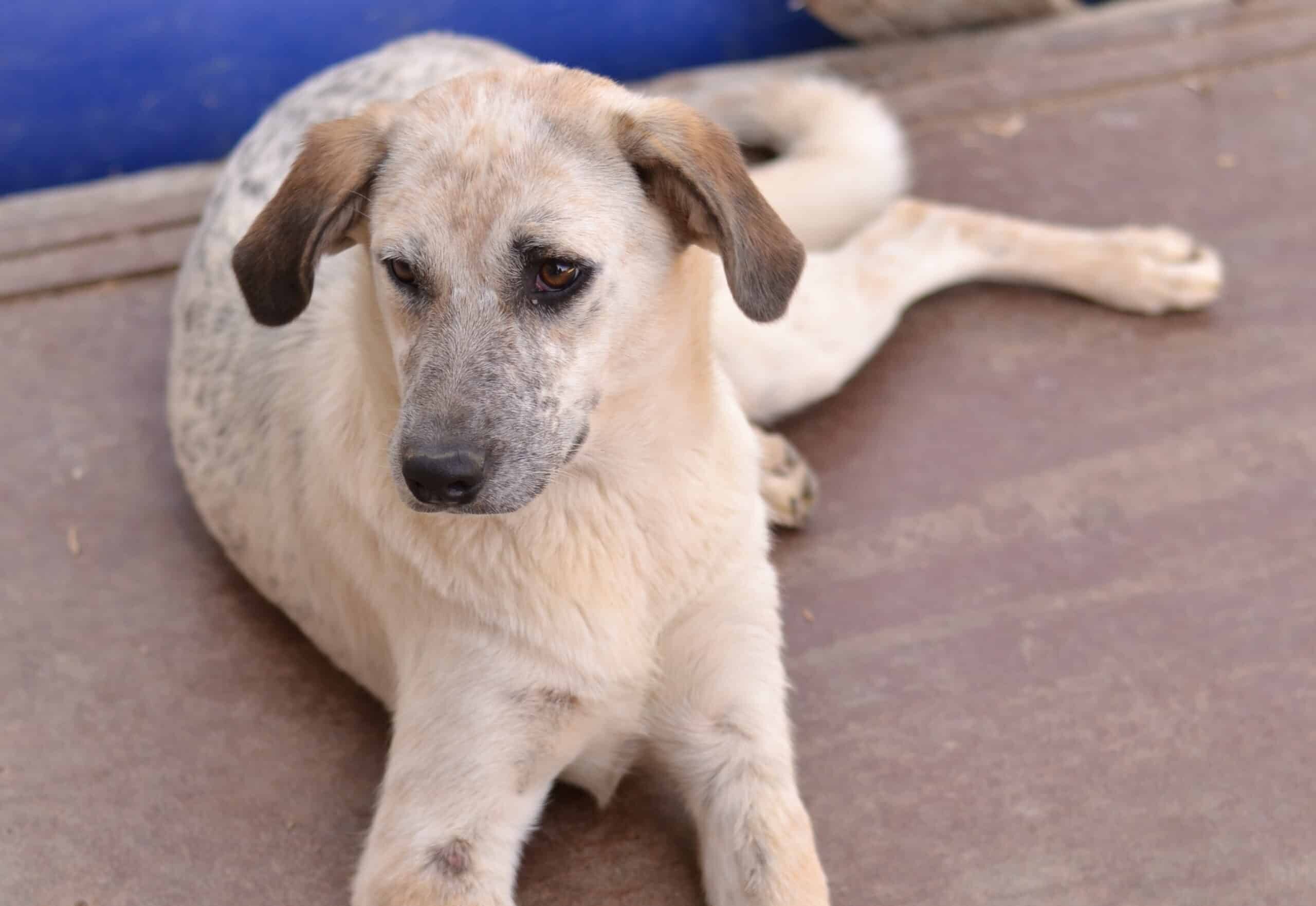 Zeta 1 - Hundevermittlung und Adoption aus Rumänien