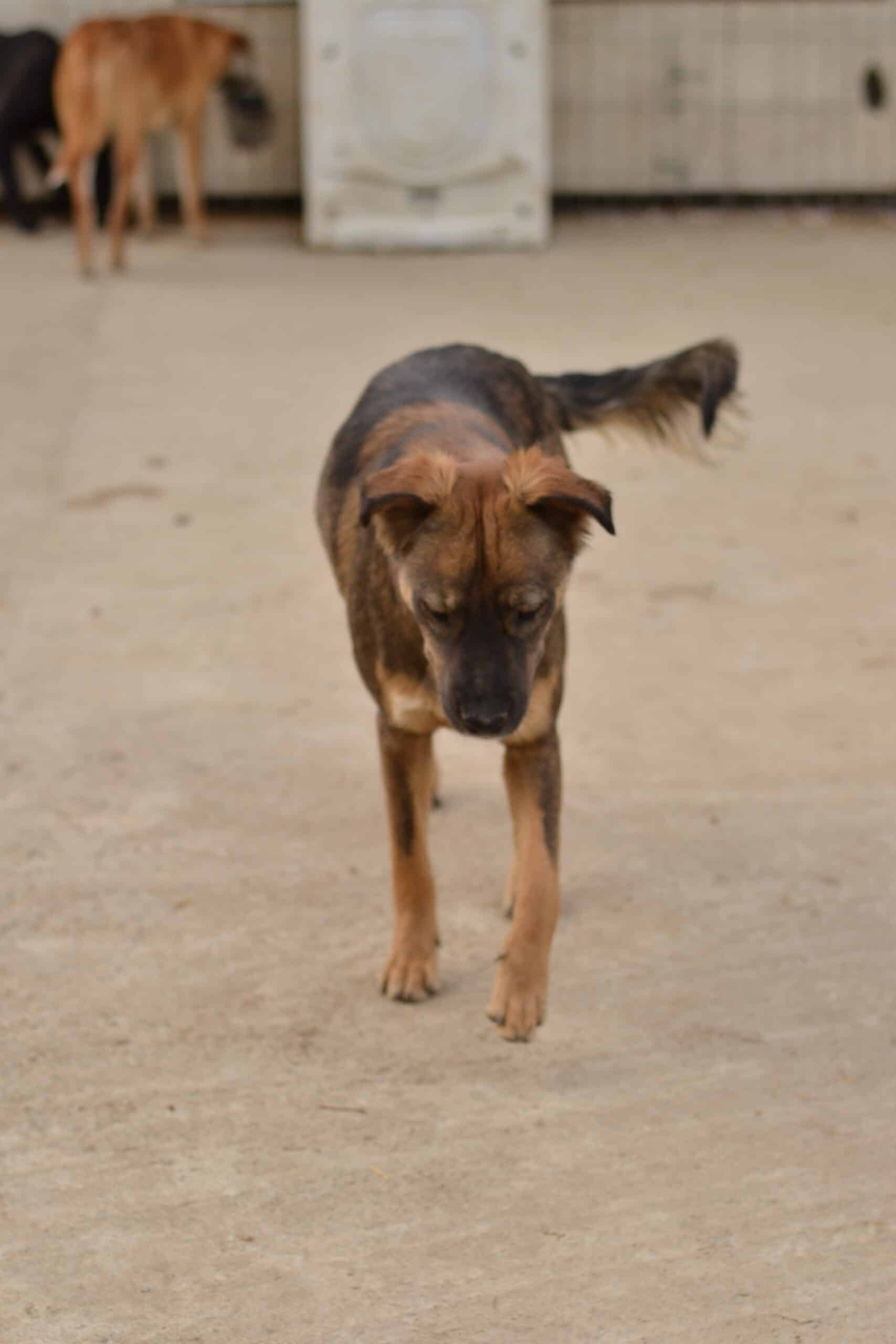 Stine - Hundevermittlung und Adoption aus Rumänien