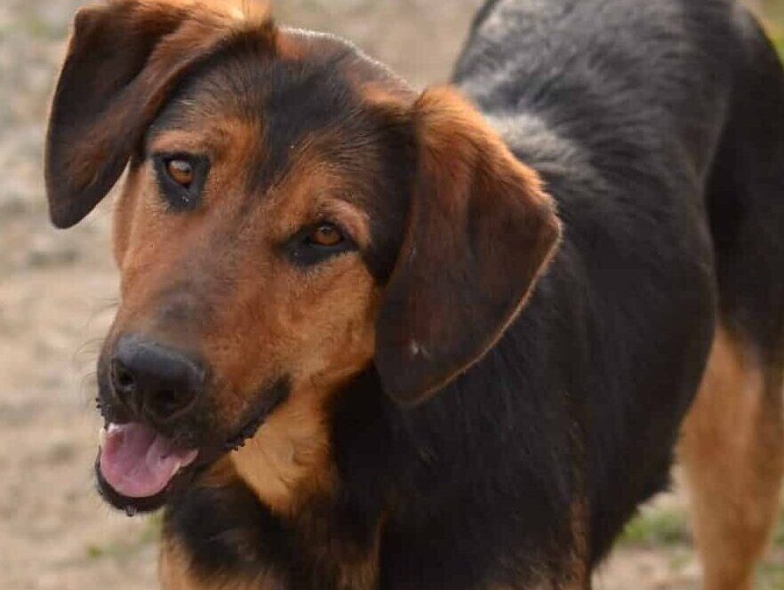 Ajax - Hundevermittlung und Adoption aus Rumänien