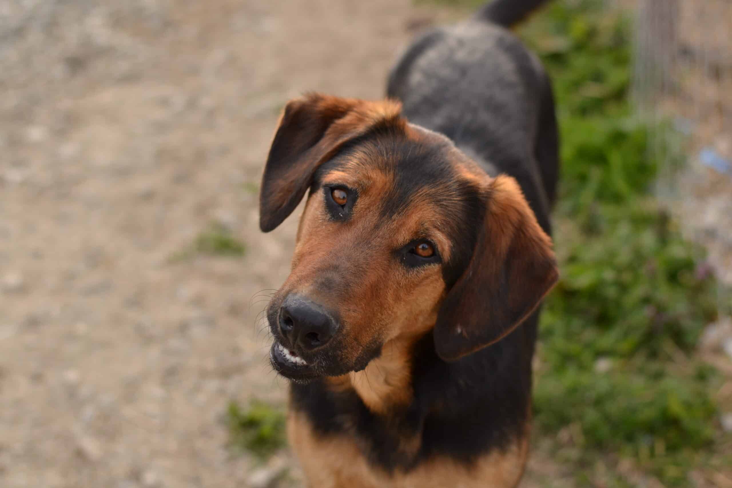 Ajax - Hundevermittlung und Adoption aus Rumänien