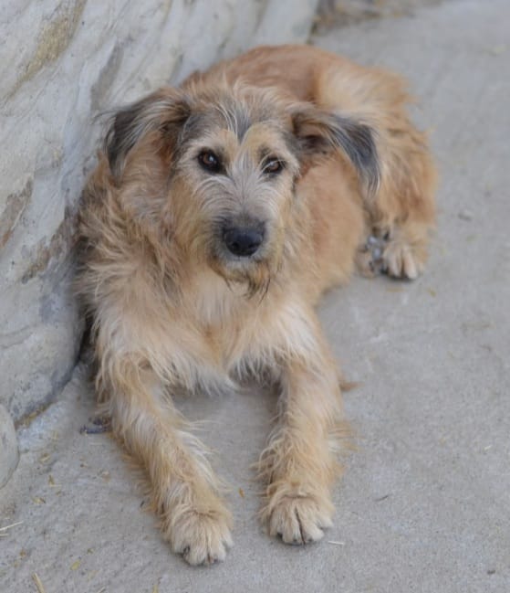Karuna - Hundevermittlung und Adoption aus Rumänien