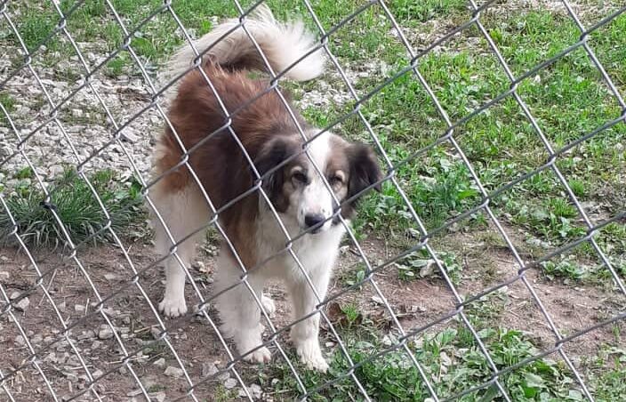Valencia - Hundevermittlung und Adoption aus Rumänien