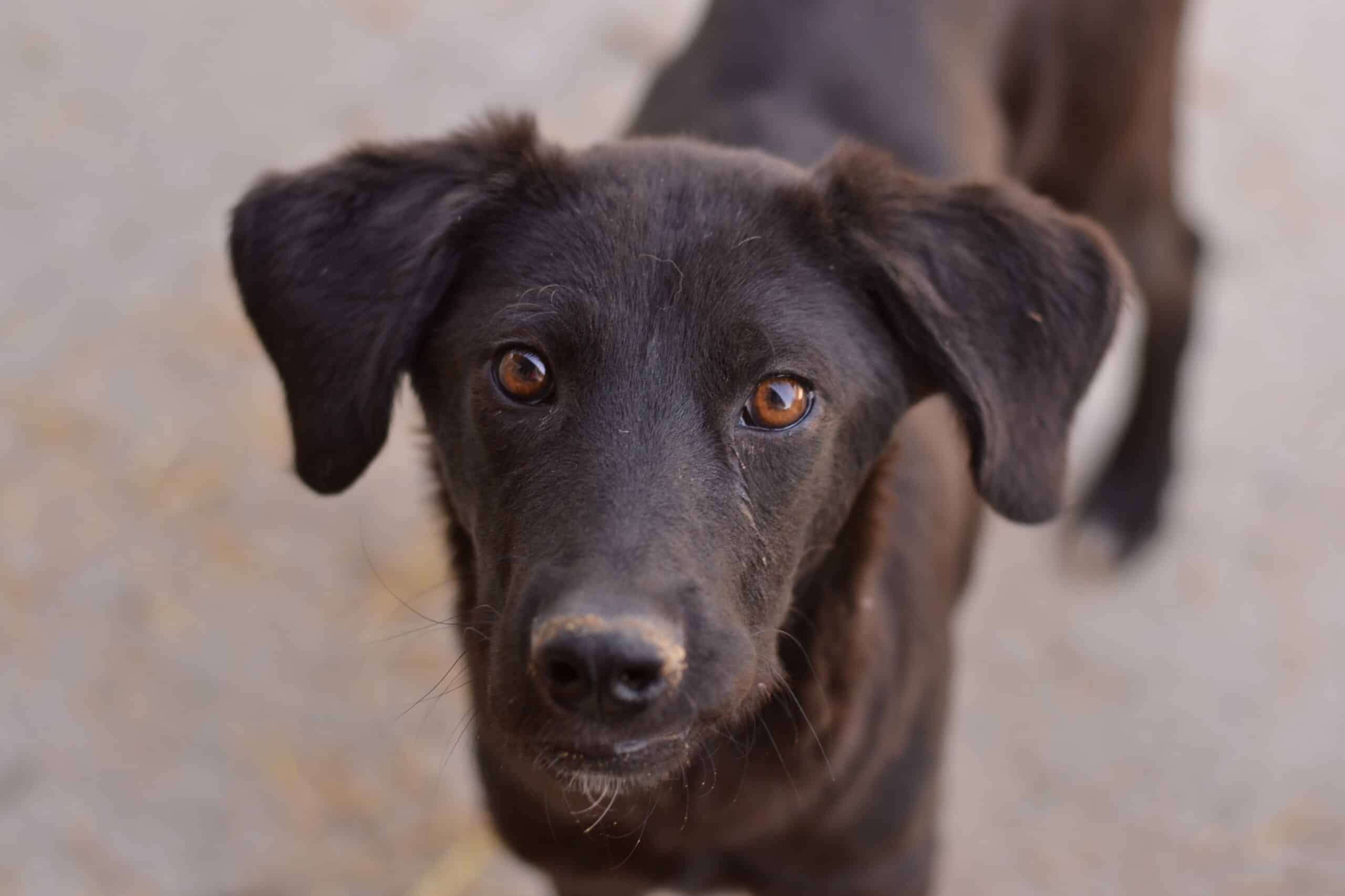 Frederik - Hundevermittlung und Adoption aus Rumänien