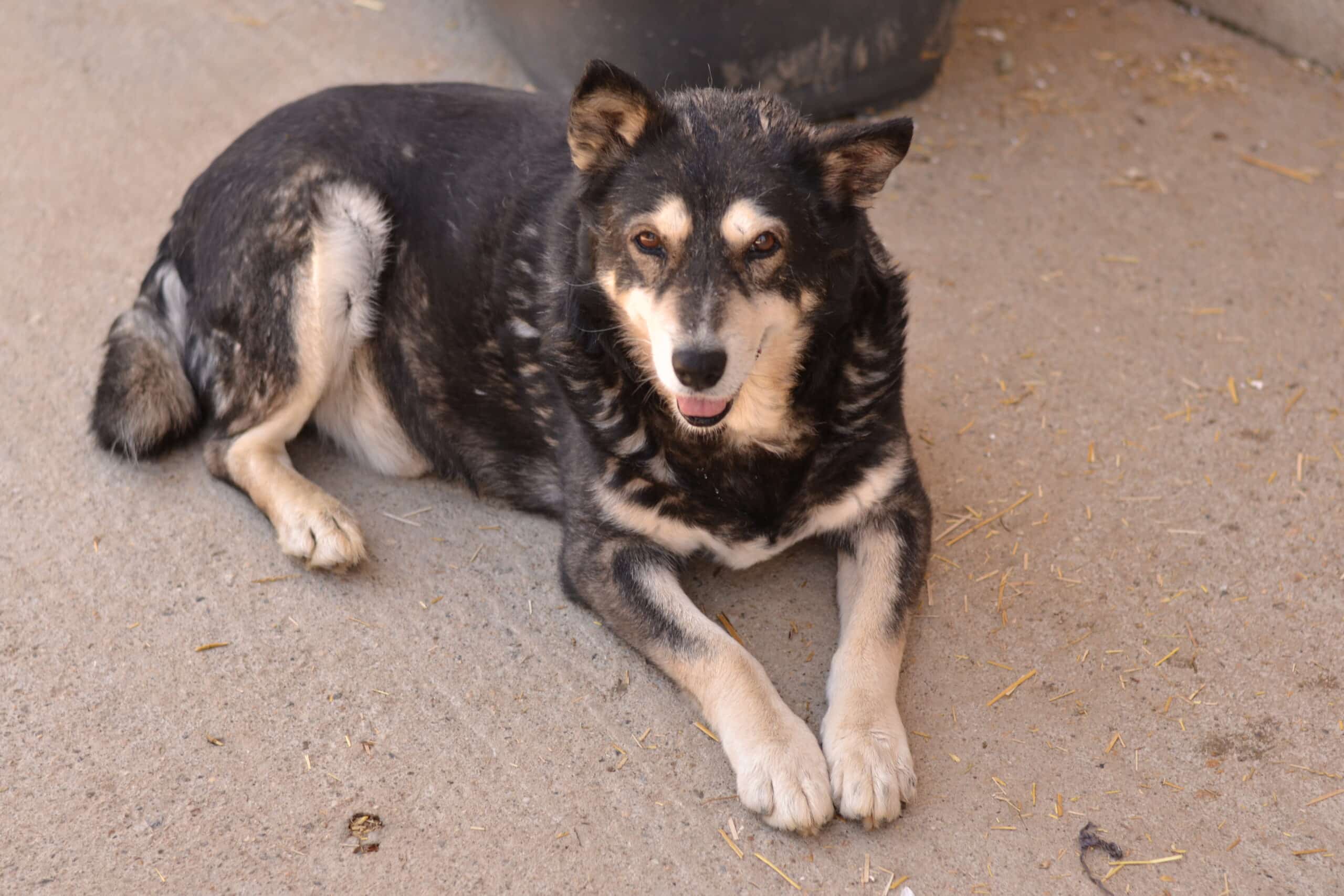 Robby - Hundevermittlung und Adoption aus Rumänien