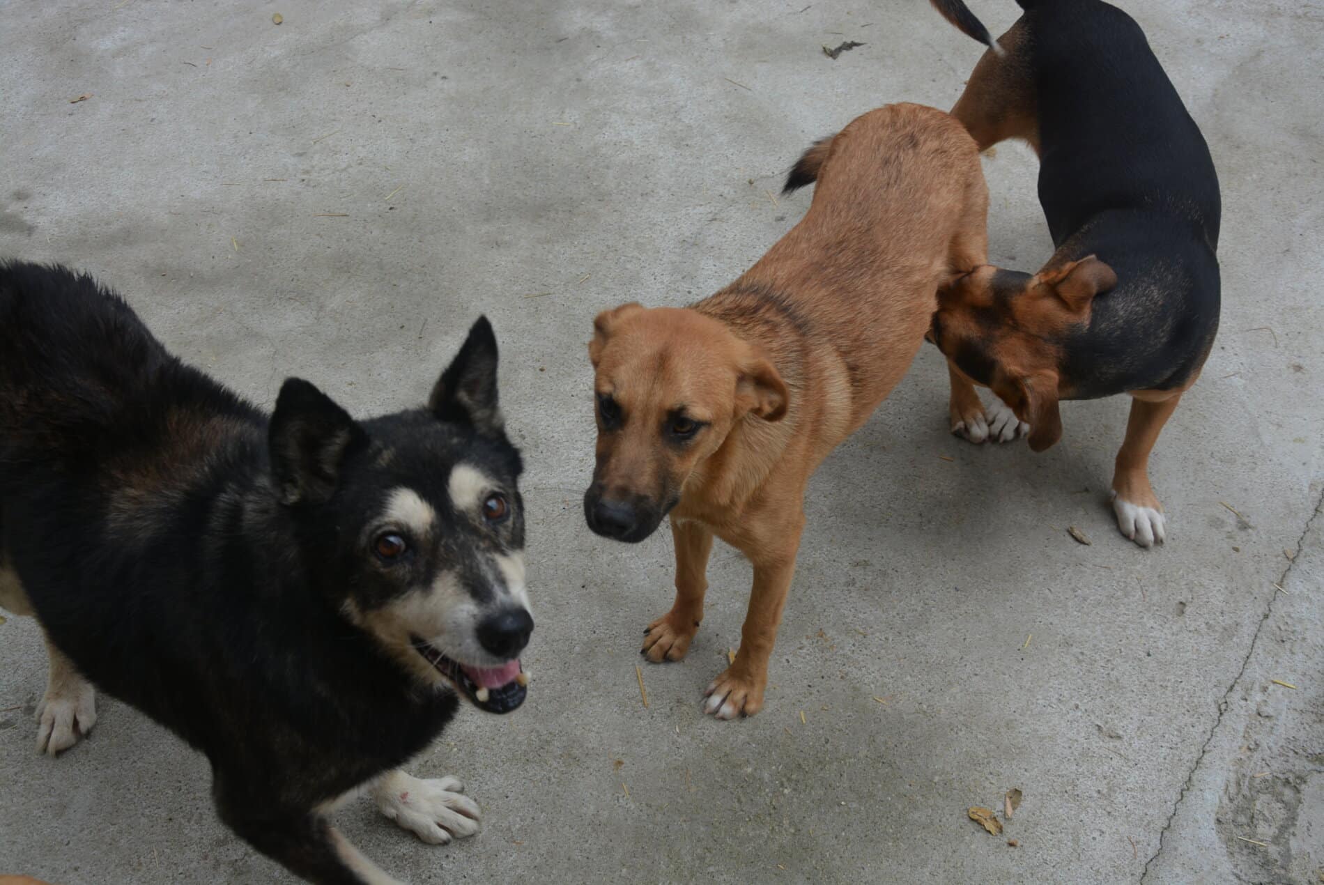 Robby - Hundevermittlung und Adoption aus Rumänien
