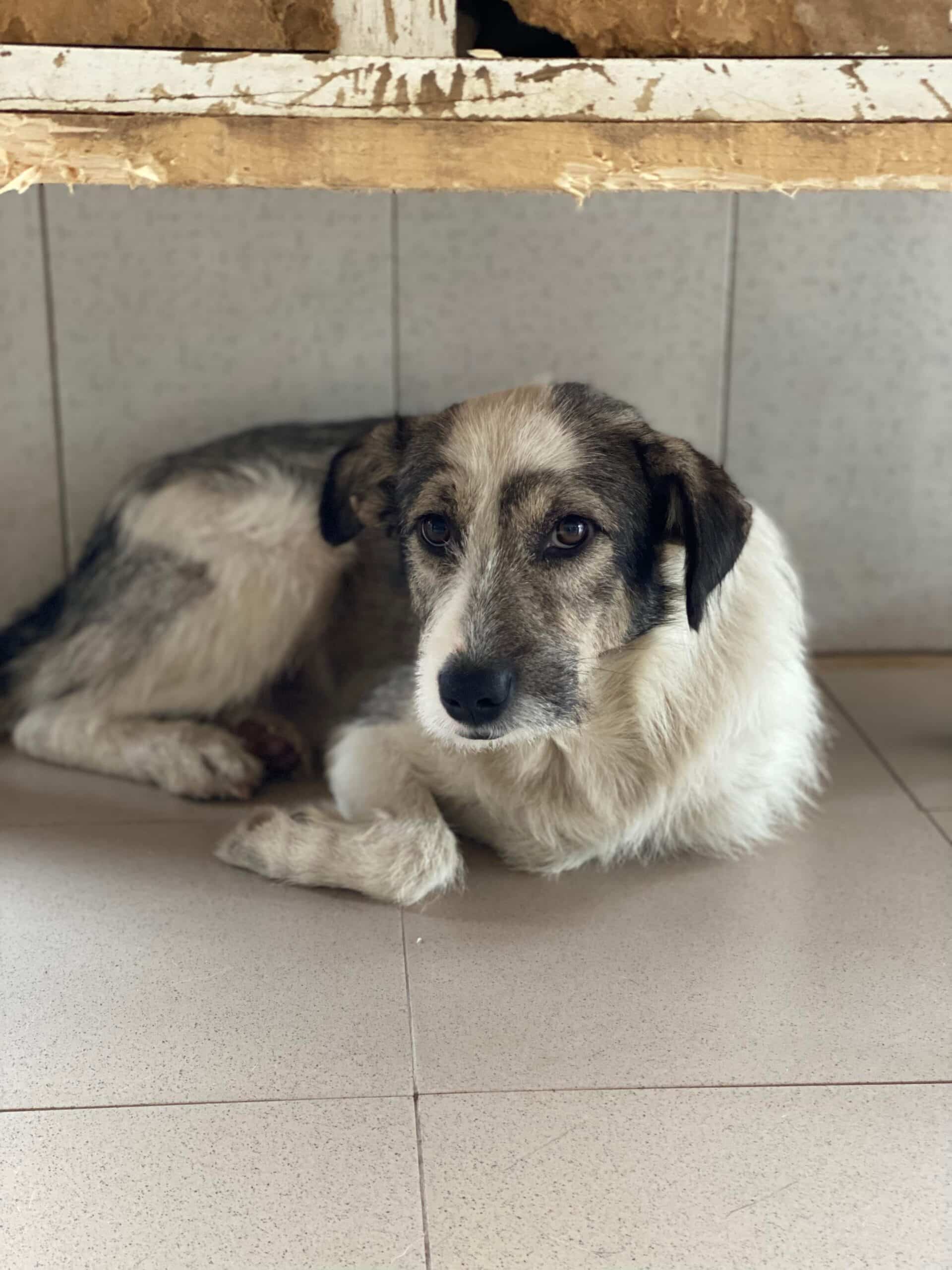 Puschel - Hundevermittlung und Adoption aus Rumänien