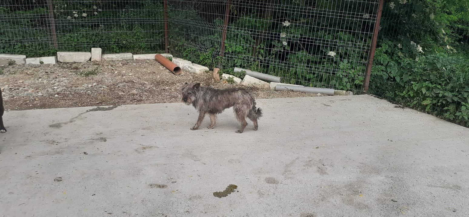 Brave - Hundevermittlung und Adoption aus Rumänien