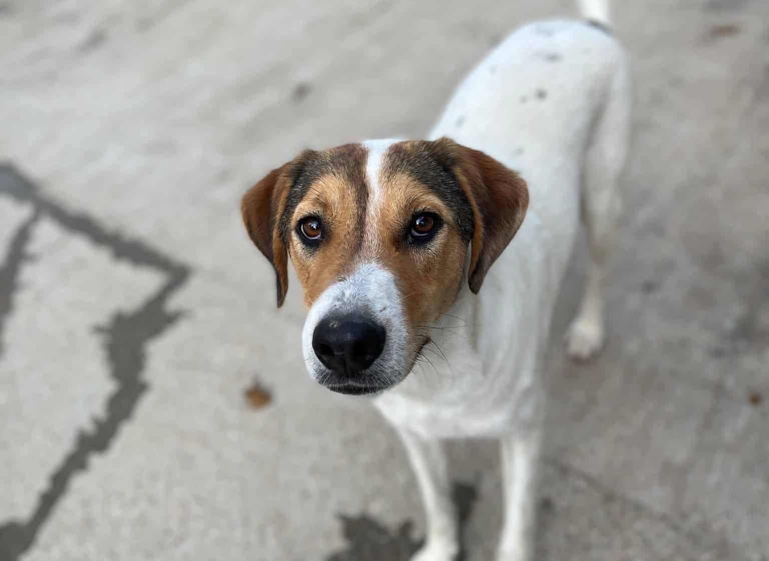 Finn - Hundevermittlung und Adoption aus Rumänien