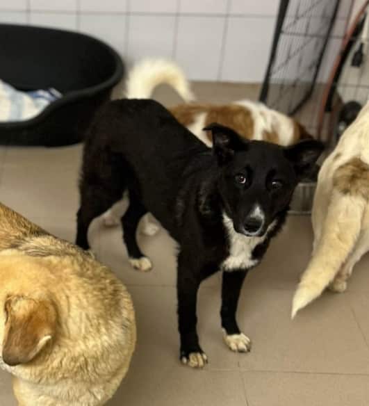 Branda - Hundevermittlung und Adoption aus Rumänien