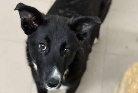 Branda - Hundevermittlung und Adoption aus Rumänien