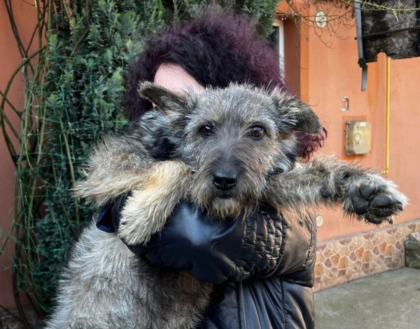 Brave - Hundevermittlung und Adoption aus Rumänien