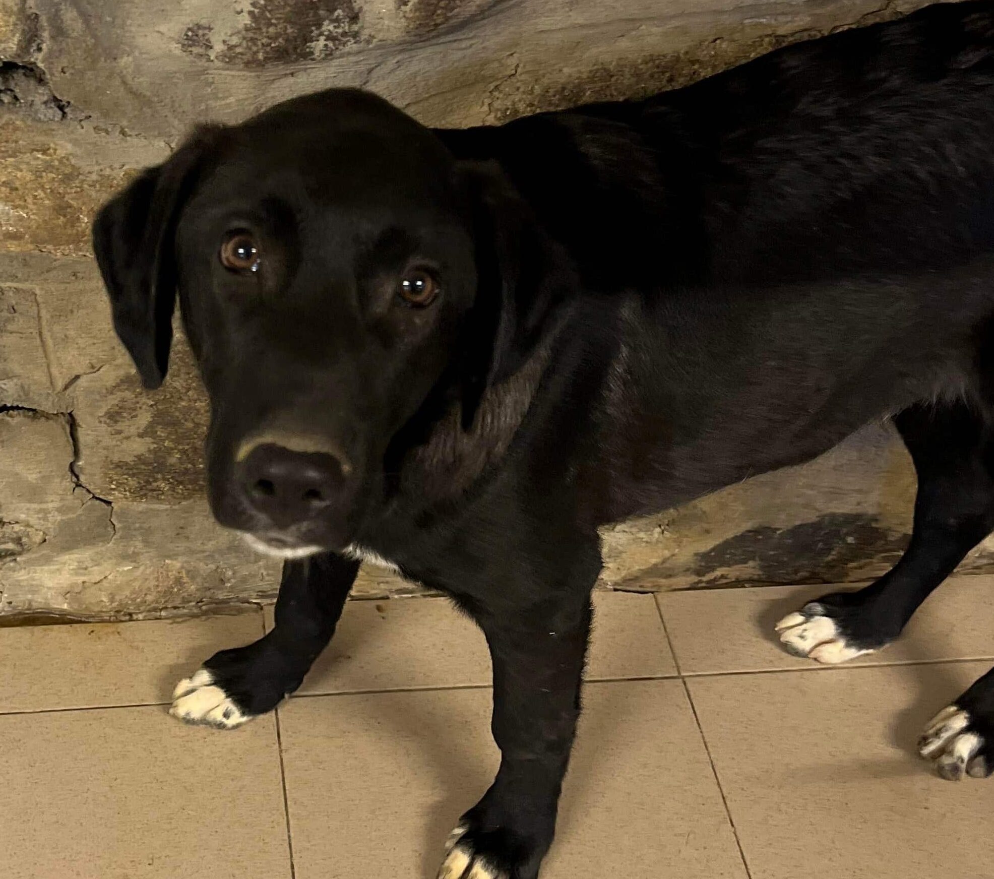 Fero - Hundevermittlung und Adoption aus Rumänien