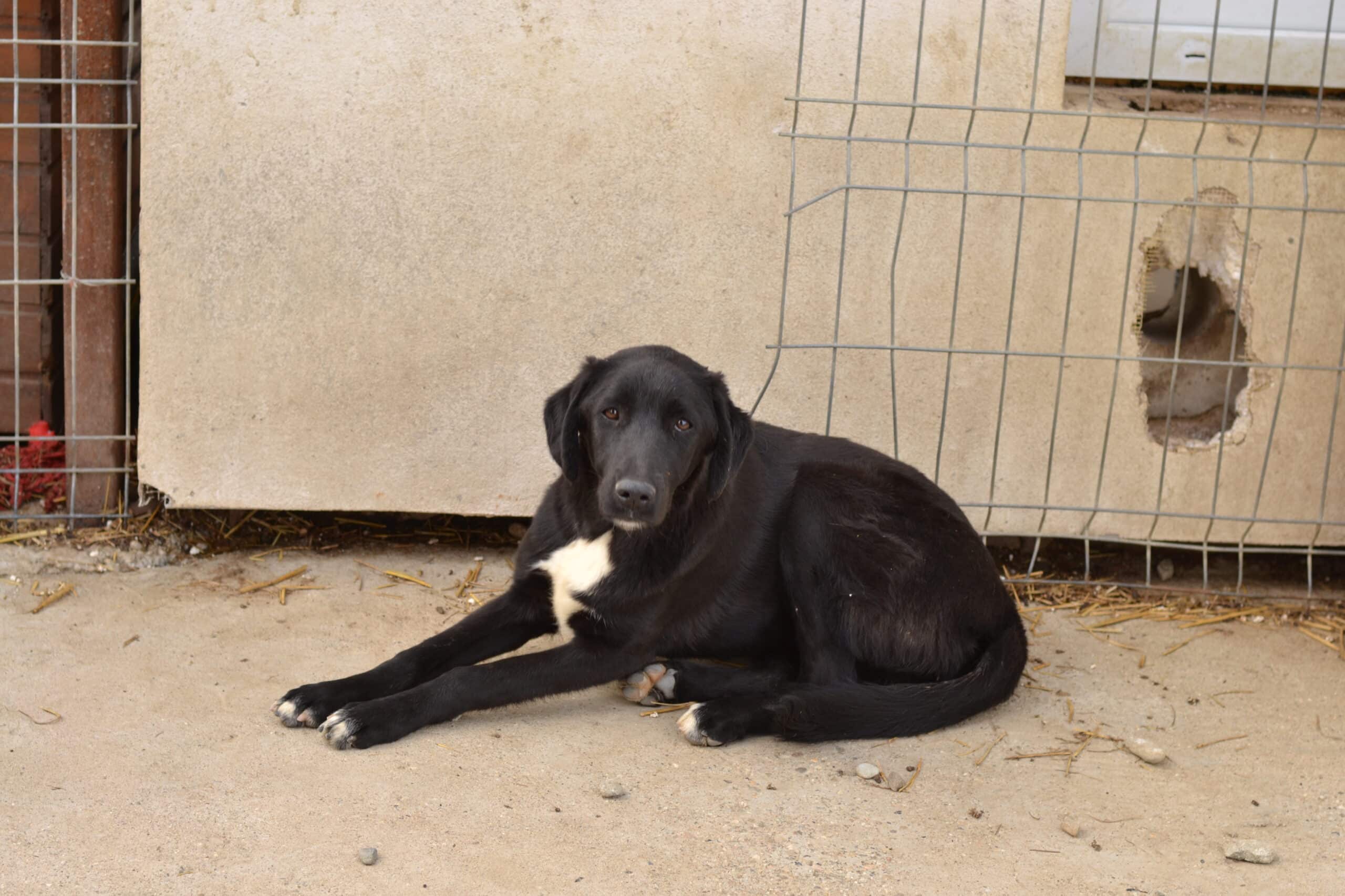 Floria - Hundevermittlung und Adoption aus Rumänien